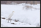 Grote Zilverreiger, Great Egret, Ardea alba Location: Wierden, the Netherlands grote ziverreiger MG 7875 kopie